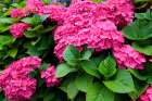 London, England, Great Britain. English garden flowers. Pink Hydrangeas Art Print